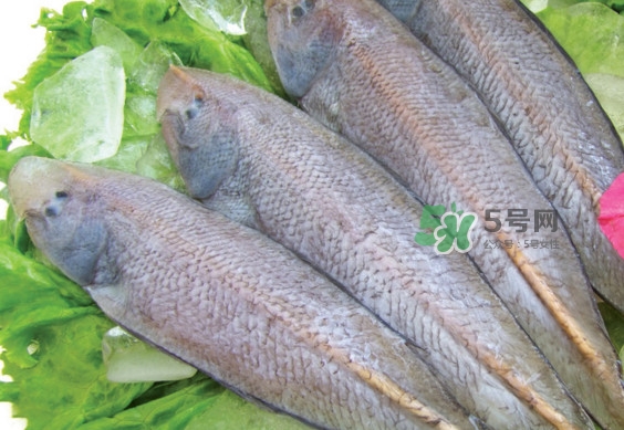 龍利魚有刺嗎？龍利魚有魚鱗嗎