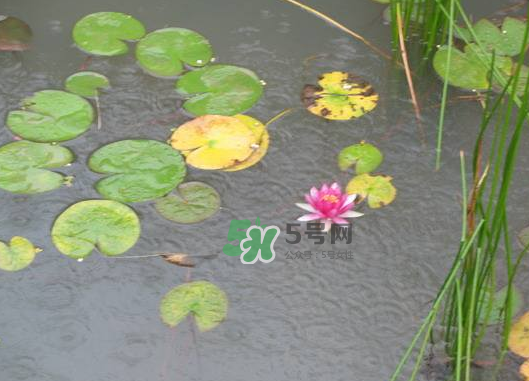 2017處暑會(huì)下雨嗎？處暑會(huì)下雨好嗎？