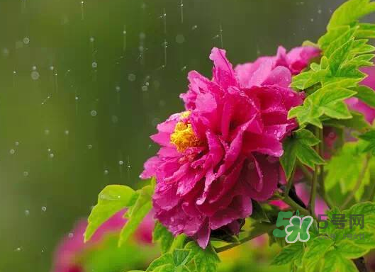 2017處暑會(huì)下雨嗎？處暑會(huì)下雨好嗎？