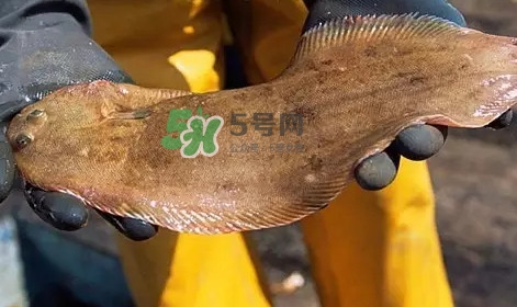龍利魚是淡水魚嗎？龍利魚是巴沙魚嗎