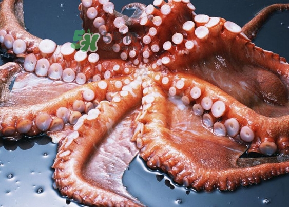 章魚有幾個心臟？章魚有幾條腿