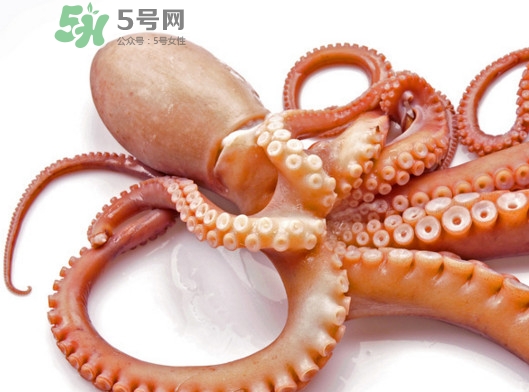 章魚血是什么顏色？章魚血為什么是藍(lán)色？