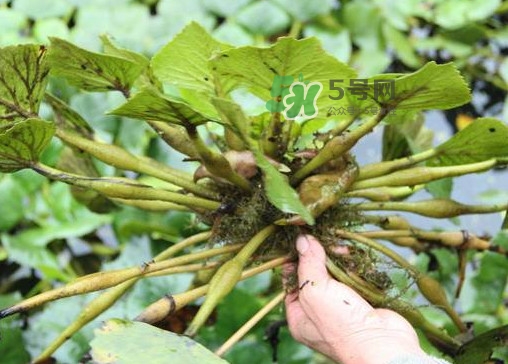 紅菱怎么種植？新鮮紅菱怎么保存