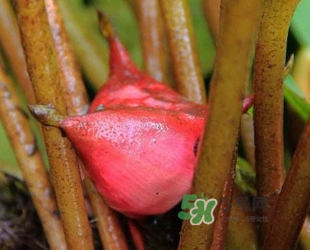 紅菱怎么吃？吃紅菱有什么好處？