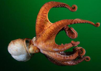 章魚(yú)的墨汁有毒嗎？章魚(yú)有寄生蟲(chóng)嗎