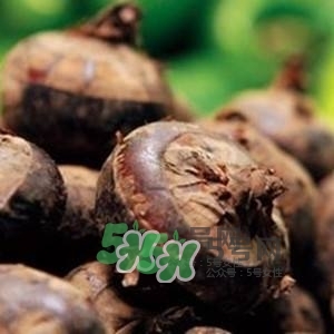 野荸薺是什么樣子的？野荸薺的營養價值