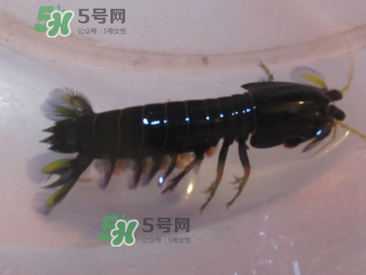七彩神蝦是什么蝦？七彩神蝦怎么回事？
