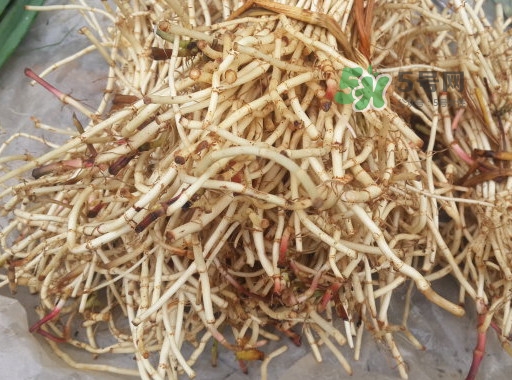 魚腥草用開水泡可以嗎？魚腥草用量多少克？