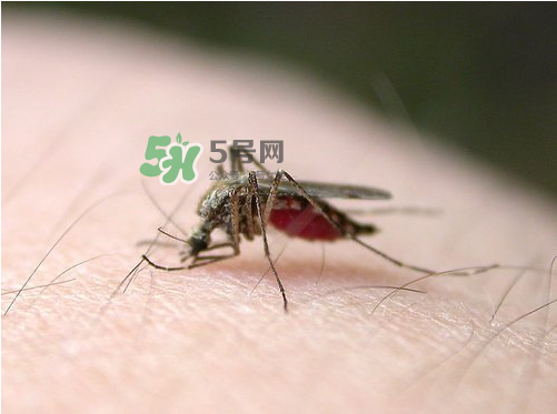 九月份還有蚊子嗎？9月份還有蚊子嗎？