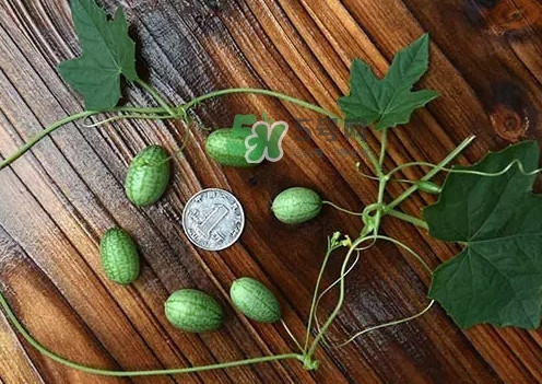 拇指西瓜多少錢一斤？拇指西瓜一口能吃幾個？