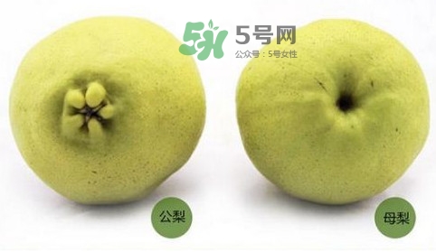 梨子有公母之分嗎？梨子怎么分辨公母