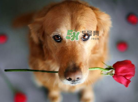 七夕可以提前送花嗎？七夕節提前幾天送花好？