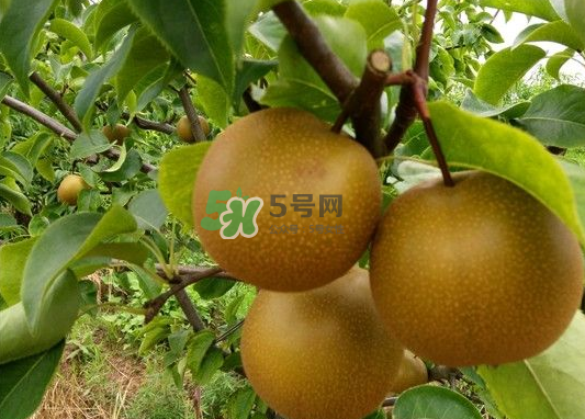 豐水梨產地在哪里？豐水梨是哪里產的？
