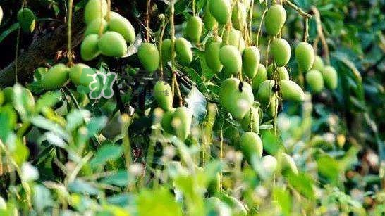 孕晚期能吃芒果嗎？孕晚期吃了很多芒果對胎兒好嗎？