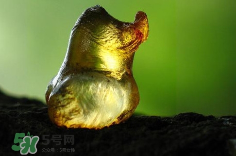 桃膠是發物嗎？桃膠是中藥嗎