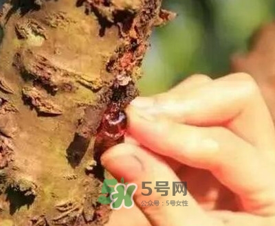 桃膠適合什么人吃？吃桃膠會上火嗎？