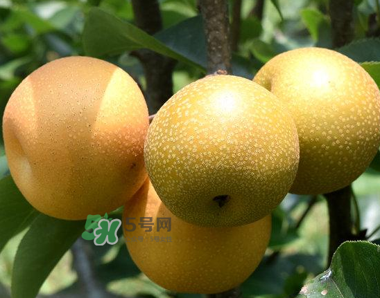 豐水梨和雪梨哪個好？豐水梨和雪梨的區(qū)別