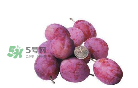 西梅什么時候上市？新疆西梅什么時候上市