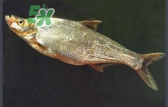 刁子魚(yú)是秋刀魚(yú)嗎？刁子魚(yú)是海魚(yú)嗎？