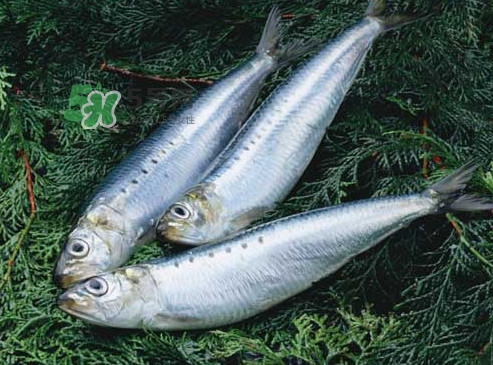 沙丁魚和秋刀魚有什么不一樣？秋刀魚和沙丁魚的區別