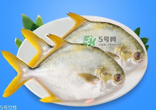 金鯧魚是海魚嗎？金鯧魚的刺多嗎？