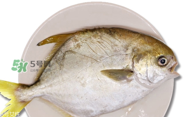 金鯧魚是海魚嗎？金鯧魚的刺多嗎？