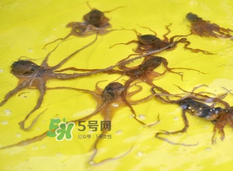 章魚會咬人嗎？章魚會吃人嗎