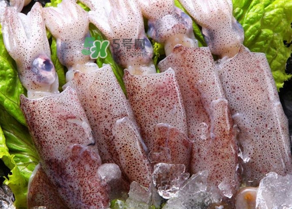 筆管魚是魷魚嗎？筆管魚和魷魚的區別