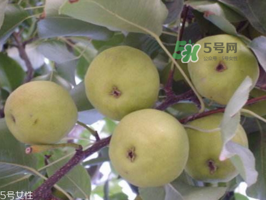 沙梨怎么做才好吃？沙梨的熱量