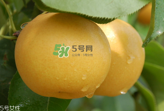 圓黃梨好吃嗎？圓黃梨的功效與作用
