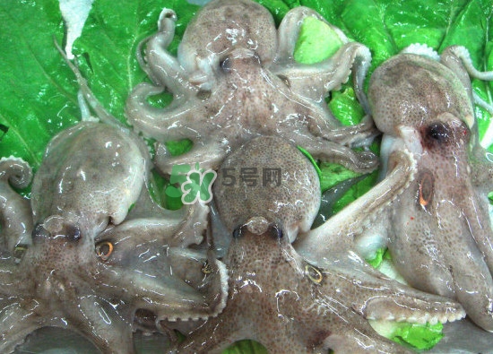 章魚會咬人嗎？章魚會吃人嗎