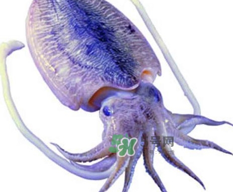 魷魚是墨魚嗎？魷魚和墨魚的區別