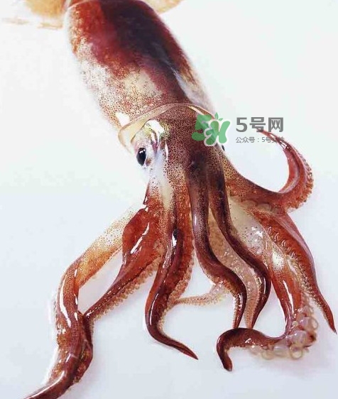 魷魚是墨魚嗎？魷魚和墨魚的區別
