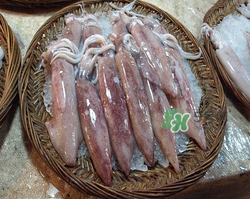 新鮮魷魚怎么處理？魷魚怎么清洗？