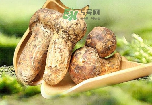 新鮮松茸怎么挑選？干松茸如何挑選