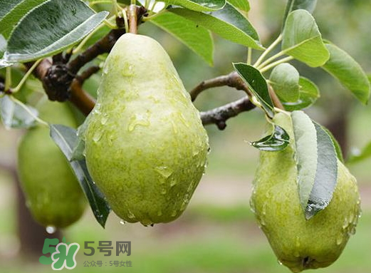 香蕉梨怎么熟的快？香蕉梨怎么變軟？