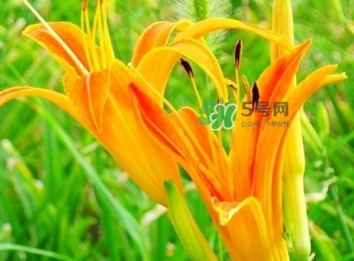 黃花菜是下奶的嗎？黃花菜是發奶的嗎