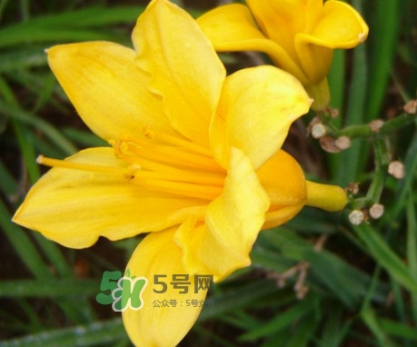 黃花菜是下奶的嗎？黃花菜是發奶的嗎