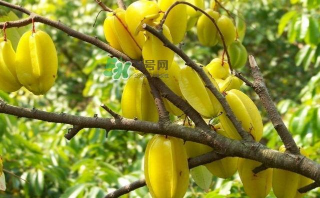 楊桃是什么季節的水果？楊桃怎么吃營養價值最高？
