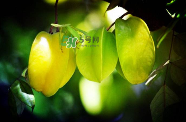 楊桃是什么季節的水果？楊桃怎么吃營養價值最高？