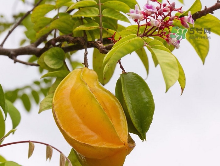 月經(jīng)期可以吃楊桃嗎？月經(jīng)期可以吃什么水果？