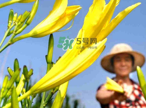 黃花菜是下奶的嗎？黃花菜是發奶的嗎