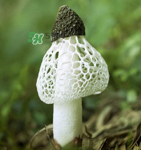 竹蓀黑色菌蓋能吃嗎？竹蓀食用禁忌是什么