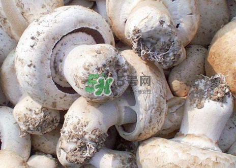 口蘑是什么蘑菇？口蘑長什么樣子？