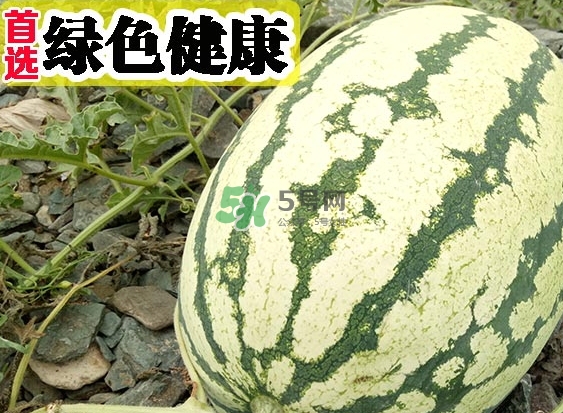 石頭瓜什么時候上市？石頭瓜多少錢一斤？