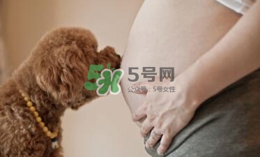 孕婦不能養(yǎng)寵物嗎？為什么孕婦不能養(yǎng)寵物？