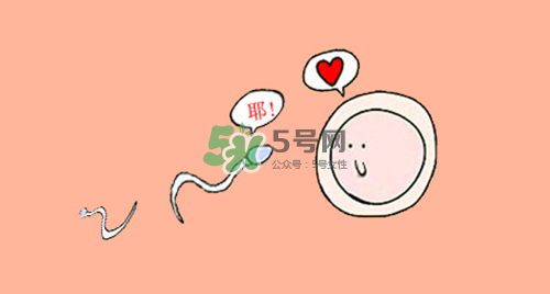 精子在女性體內可以存活多久？男性的精子會枯竭嗎？