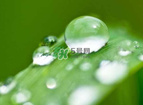 白露可以種什么菜？白露過后能種植什么蔬菜？