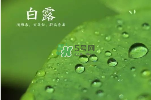 白露可以種什么菜？白露過后能種植什么蔬菜？