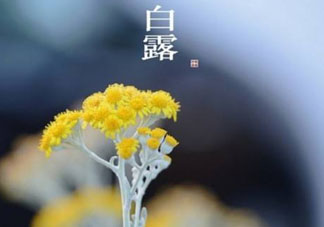白露可以種什么菜？白露過(guò)后能種植什么蔬菜？